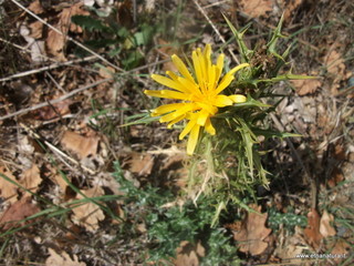otta Nicodemo-30-09-2012 11-30-39